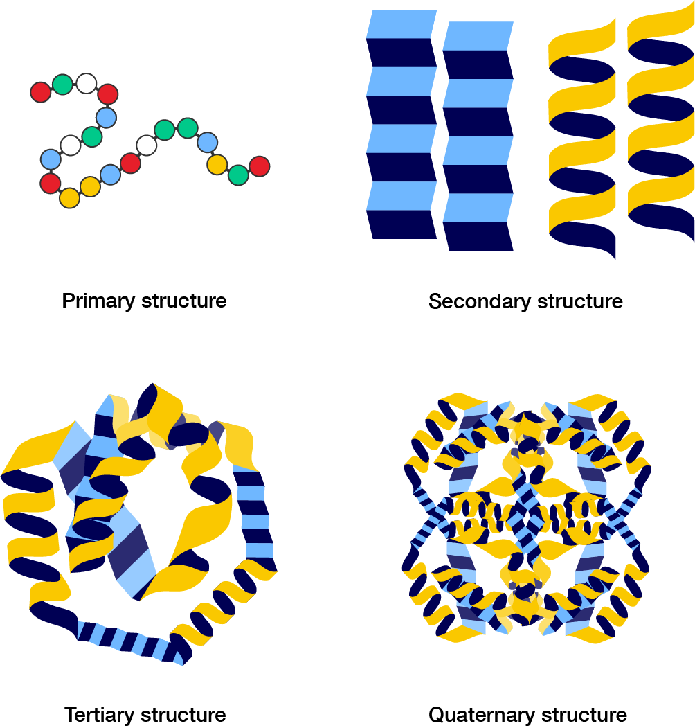 The primary, secondary, tertiary and quaternary structure of proteins.